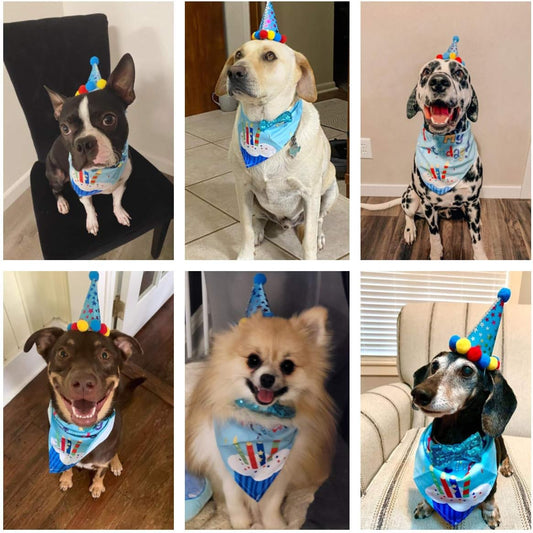  Set de Cumpleaños para Perros